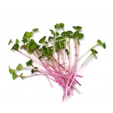 Micro Radish/Pack 