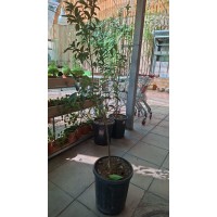 Kumquat Tree product thumbnail 2