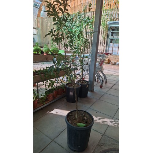 Kumquat Tree 