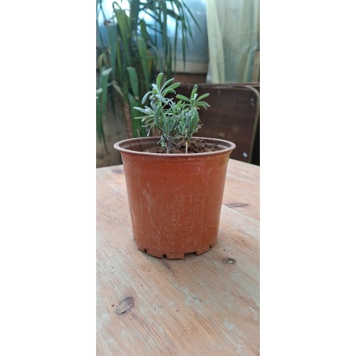 Lavender Pot