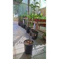 Clementine Tree product thumbnail 2