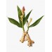 Yogi Organic Ginger Tea 32g 