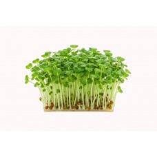 Micro Broccoli/Pack 