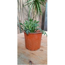 Ox-eye Daisy Flower Pot