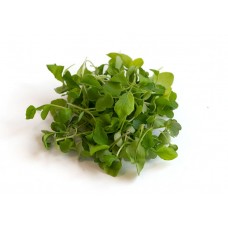 Micro Arugula/Pack 