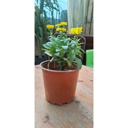 Calendula Flower Pot