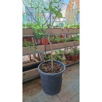 Valencia Orange Tree product thumbnail 2