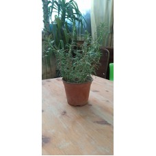 Rosemary Pot