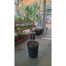 Lemon Tree 