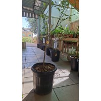 Shamouti Orange Tree product thumbnail 2