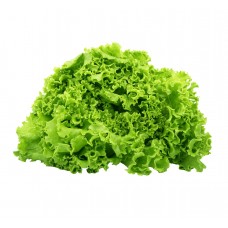 Organic Lollo Rosso lettuce 200g