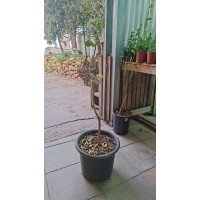 Pomelo Tree product thumbnail 2