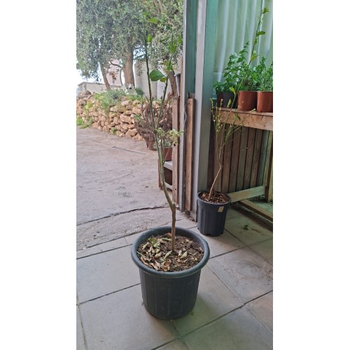Pomelo Tree 